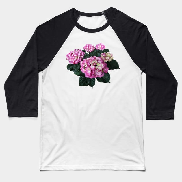 Hydrangeas - Circle of Pink Hydrangea Baseball T-Shirt by SusanSavad